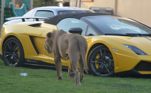 Meet Humaid, He Owns Many Supercars and Many Big Cats!
