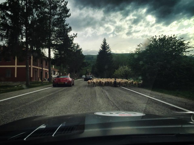 Mille Miglia sheep on the road