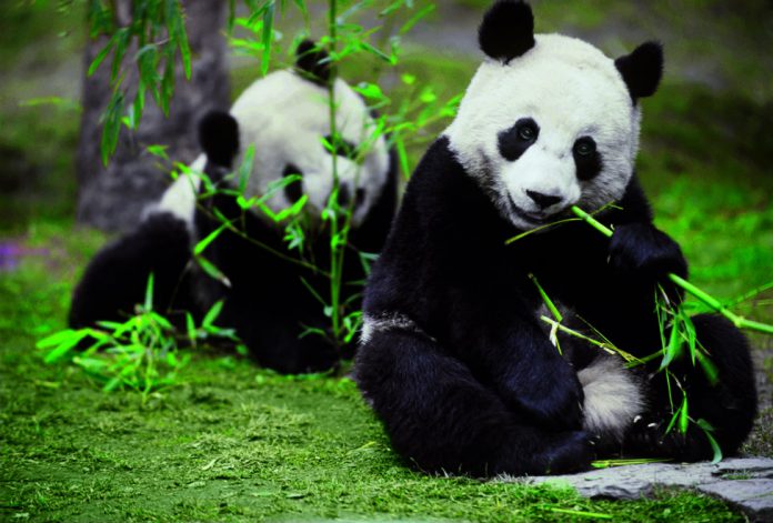 Six Senses Panda